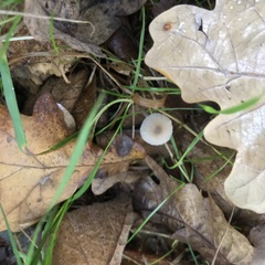 Lepiota cristata