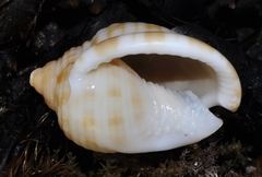 Semicassis undulata