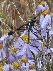 Ammophila procera