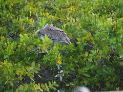 Pelecanus occidentalis urinator