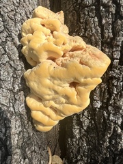 Laetiporus gilbertsonii
