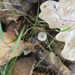 Lepiota cristata