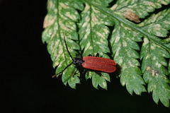 Platycis minutus