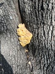 Laetiporus gilbertsonii