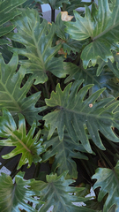 Thaumatophyllum xanadu