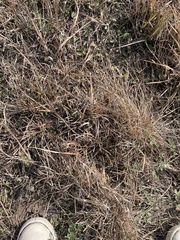 Eragrostis spectabilis