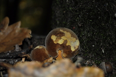 Fungi