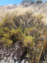 Baccharis boliviensis