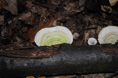 Trametes