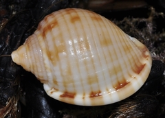 Semicassis undulata
