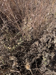 Cirsium vulgare