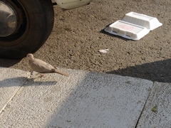 Streptopelia senegalensis