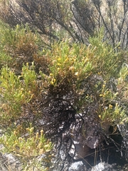 Baccharis boliviensis