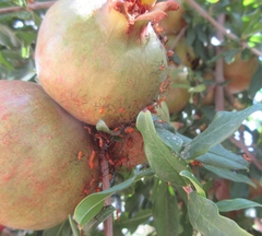 Leptoglossus clypealis