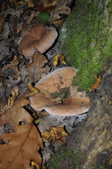 Fungi