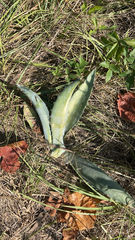 Agave salmiana