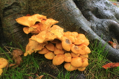 Gymnopilus junonius
