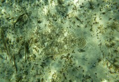 Pseudorhombus jenynsii