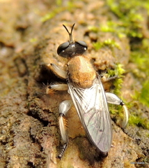 Laphriini