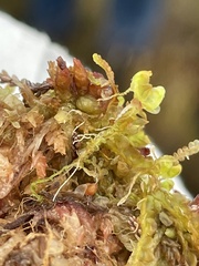 Odontoschisma sphagni