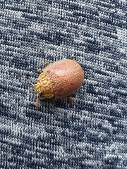 Paropsisterna m-fuscum