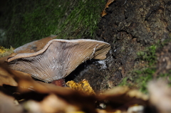 Fungi
