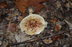 Amanita citrina