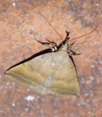 Pechipogo plumigeralis