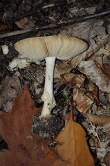 Amanita citrina