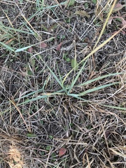 Elymus smithii