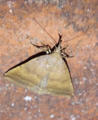 Pechipogo plumigeralis
