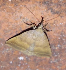 Pechipogo plumigeralis
