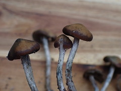 Psilocybe cyanescens