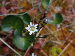 Gentiana douglasiana