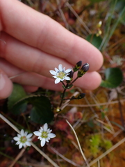 Gentiana douglasiana