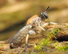 Laphriini
