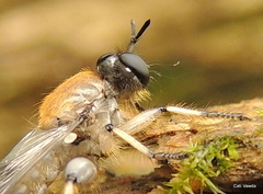 Laphriini