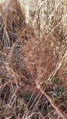 Schizachyrium scoparium
