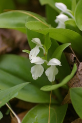 Galearis spectabilis