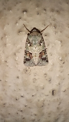 Lacinipolia laudabilis