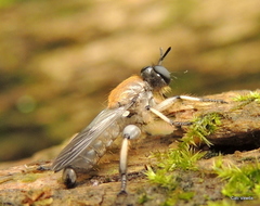 Laphriini