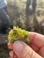 Sphagnum tenellum
