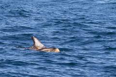 Grampus griseus