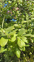 Chionanthus virginicus