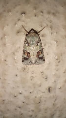 Lacinipolia laudabilis