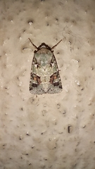 Lacinipolia laudabilis