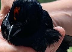 Tachyphonus coronatus