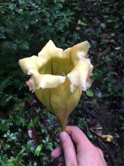Solandra