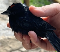 Tachyphonus coronatus