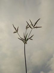 Cyperus articulatus